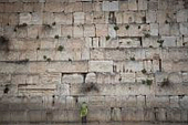 هل يُعدّ “حائط المبكى” بالفعل أقدس مكان لدى اليهود؟